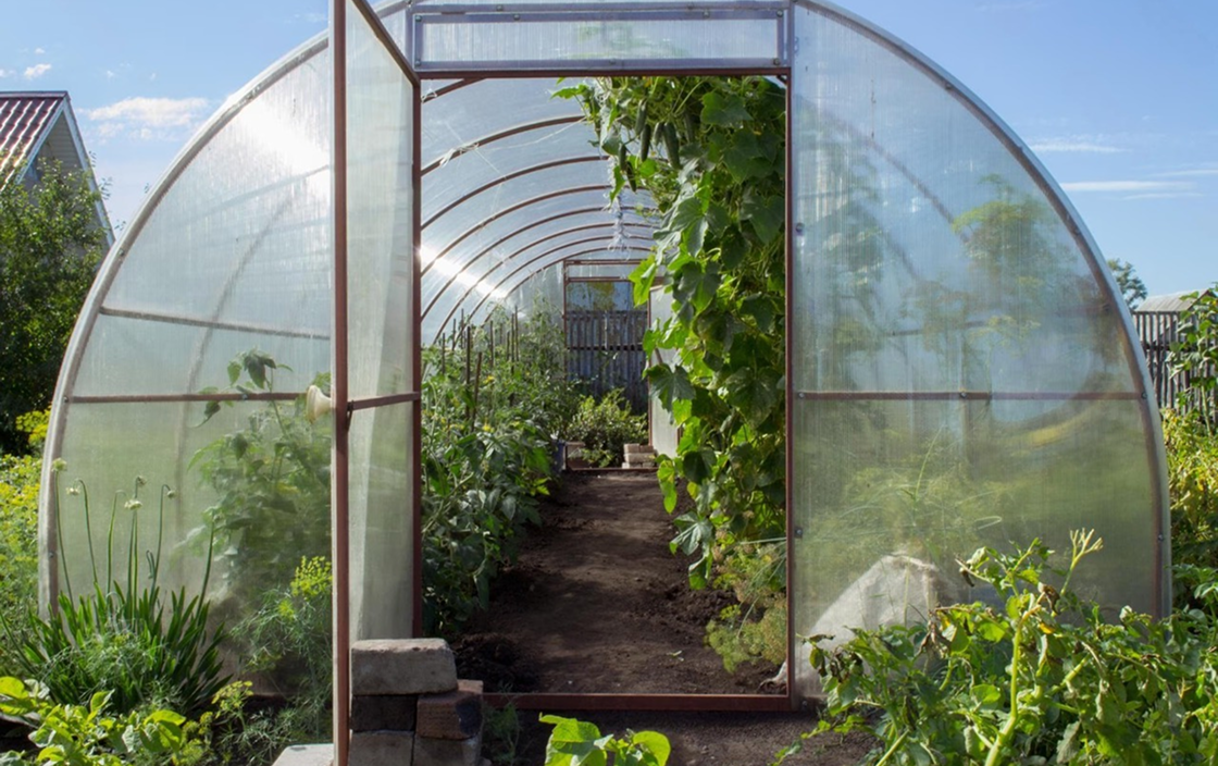 как выбрать теплицу