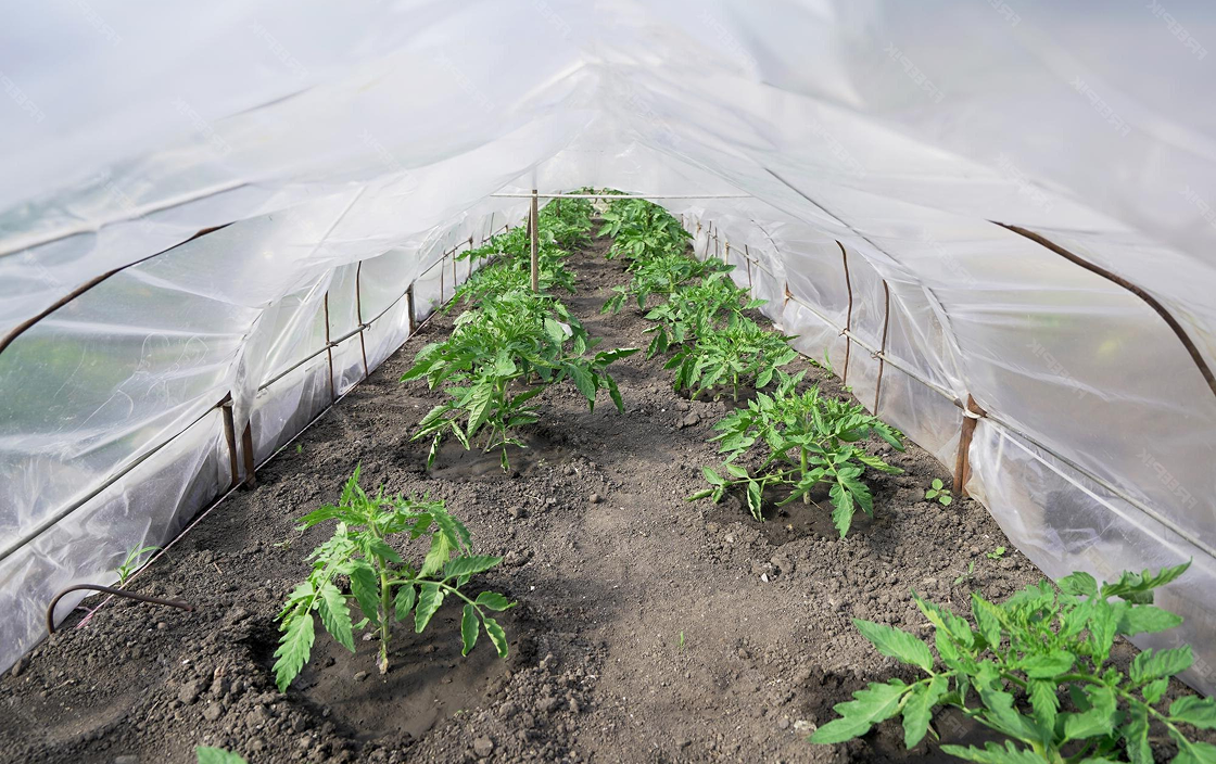 как выбрать теплицу