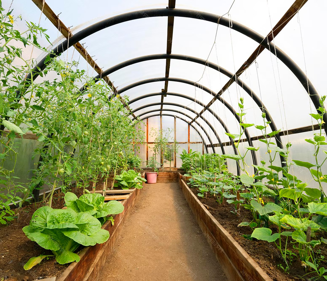 как выбрать теплицу